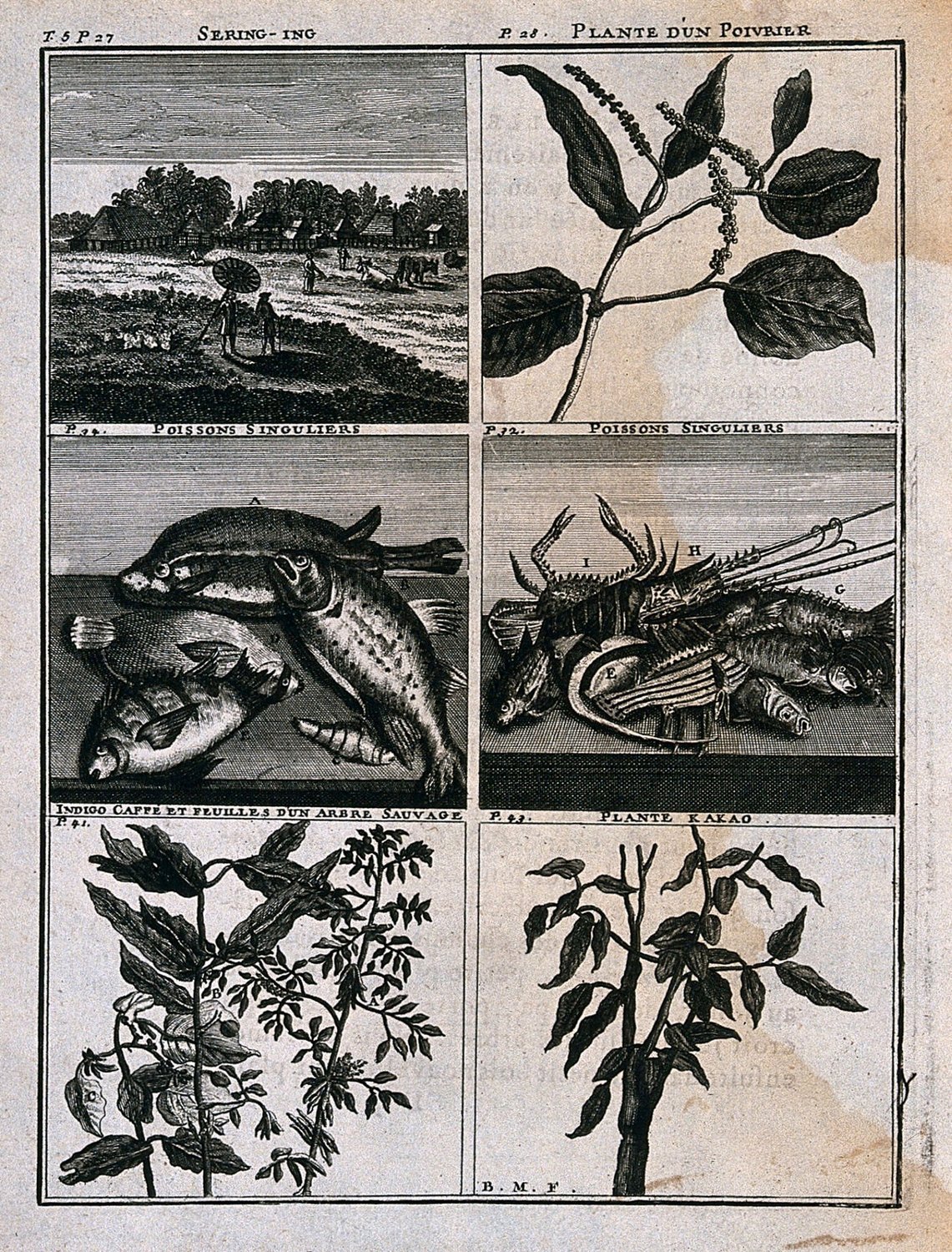Plants, fish and a landscape from the East Indies, including pepper, cocoa, indigo and coffee plants. Line…