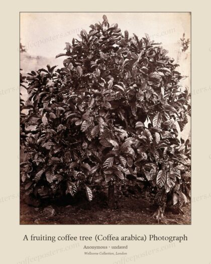 A fruiting coffee tree (Coffea arabica) Photograph