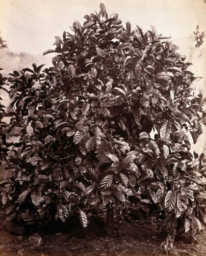A fruiting coffee tree (Coffea arabica) Photograph