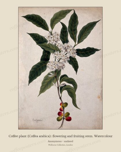 Coffee plant (Coffea arabica): flowering and fruiting stem. Watercolour