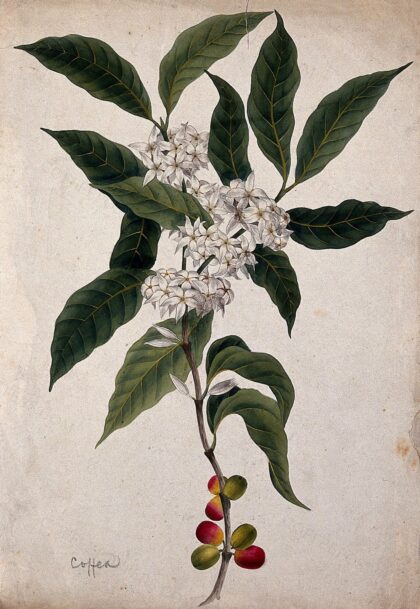 Coffee plant (Coffea arabica): flowering and fruiting stem. Watercolour