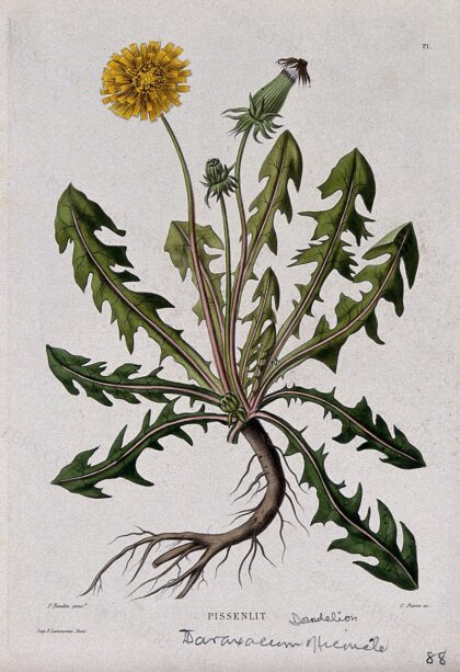Dandelion (Taraxacum officinale): entire flowering plant. Coloured etching by C. Pierre, c. 1865, after P.…