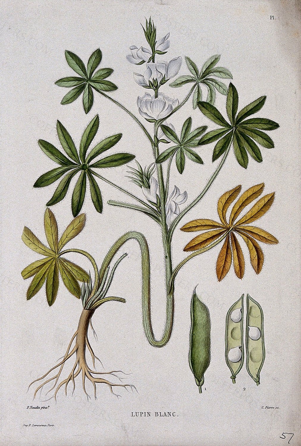 White lupin (Lupinus albus): entire flowering plant with pod. Coloured etching by C. Pierre, c. 1865, after…