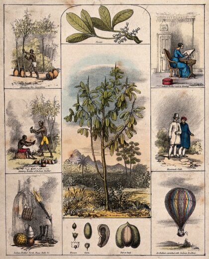 A Brazilian rubber tree (Hevea Brasiliensis), its flower and fruit segments bordered by six scenes illustra…