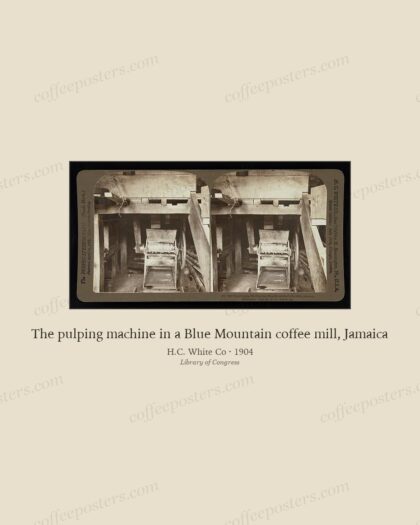 The pulping machine in a Blue Mountain coffee mill, Jamaica