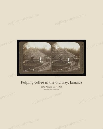Pulping coffee in the old way, Jamaica