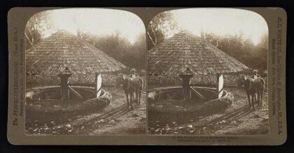 Pulping coffee in the old way, Jamaica
