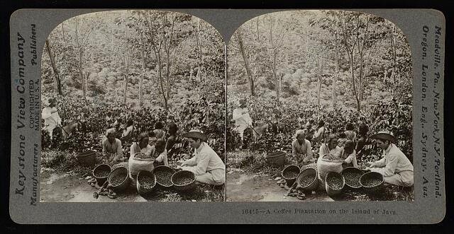 A coffee plantation on the Island of Java