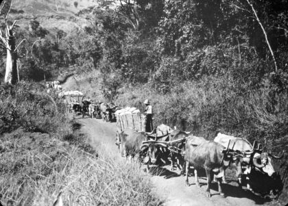 Transport du café par charrettes au Brésil / Paul Jobin