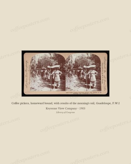 Coffee pickers, homeward bound, with results of the morning's toil, Guadeloupe, F.W.I