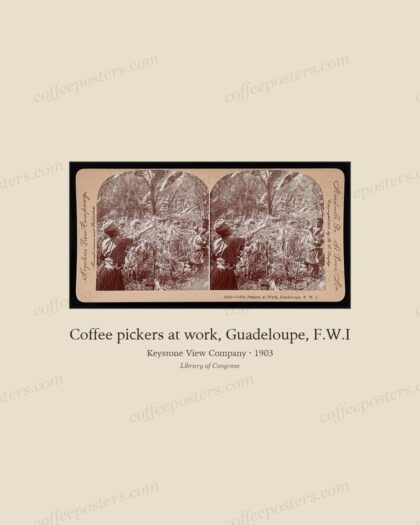 Coffee pickers at work, Guadeloupe, F.W.I