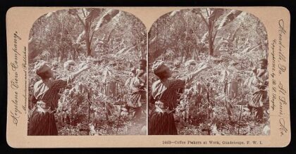 Coffee pickers at work, Guadeloupe, F.W.I