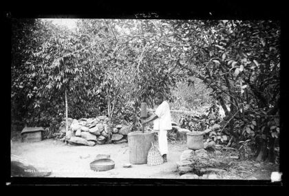 Orizaba, in a coffe [sic] grove