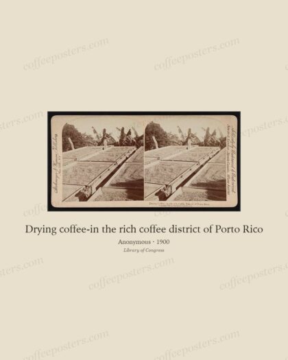 Drying coffee-in the rich coffee district of Porto Rico