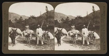 Pack burrows at Trincheas, laden with coffee from an interior coffee plantation, Venezuela