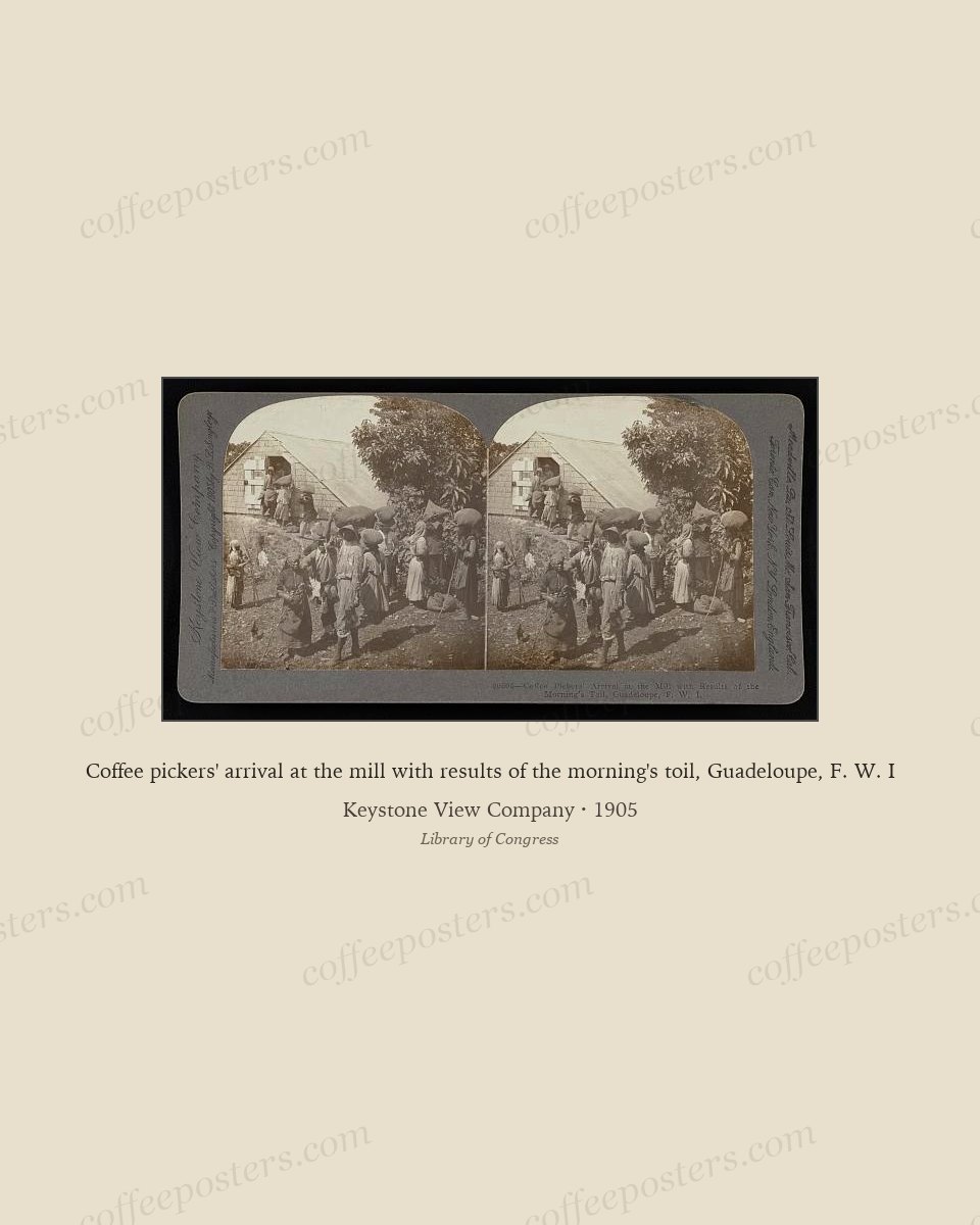 Coffee pickers' arrival at the mill with results of the morning's toil, Guadeloupe, F. W. I