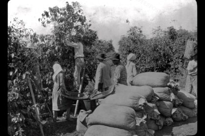 Récolte du café au Brésil près de Sao Paulo / Paul Jobin