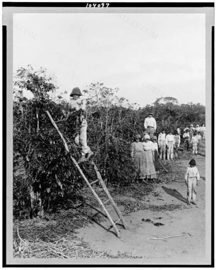 [Coffee berry pickers, Brazil]