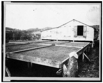 [Coffee drying, Puerto Rico]