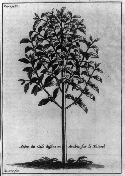 Arbre du café dessiné en Arabie sur le naturel