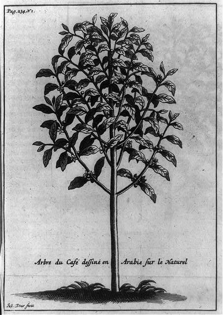Arbre du café dessiné en Arabie sur le naturel