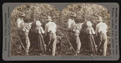 Native coffee pickers at work, state of Sao Paulo, Brazil, So. Am