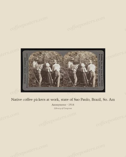 Native coffee pickers at work, state of Sao Paulo, Brazil, So. Am