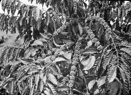 Gros plan sur les branches couvertes de cerises de café