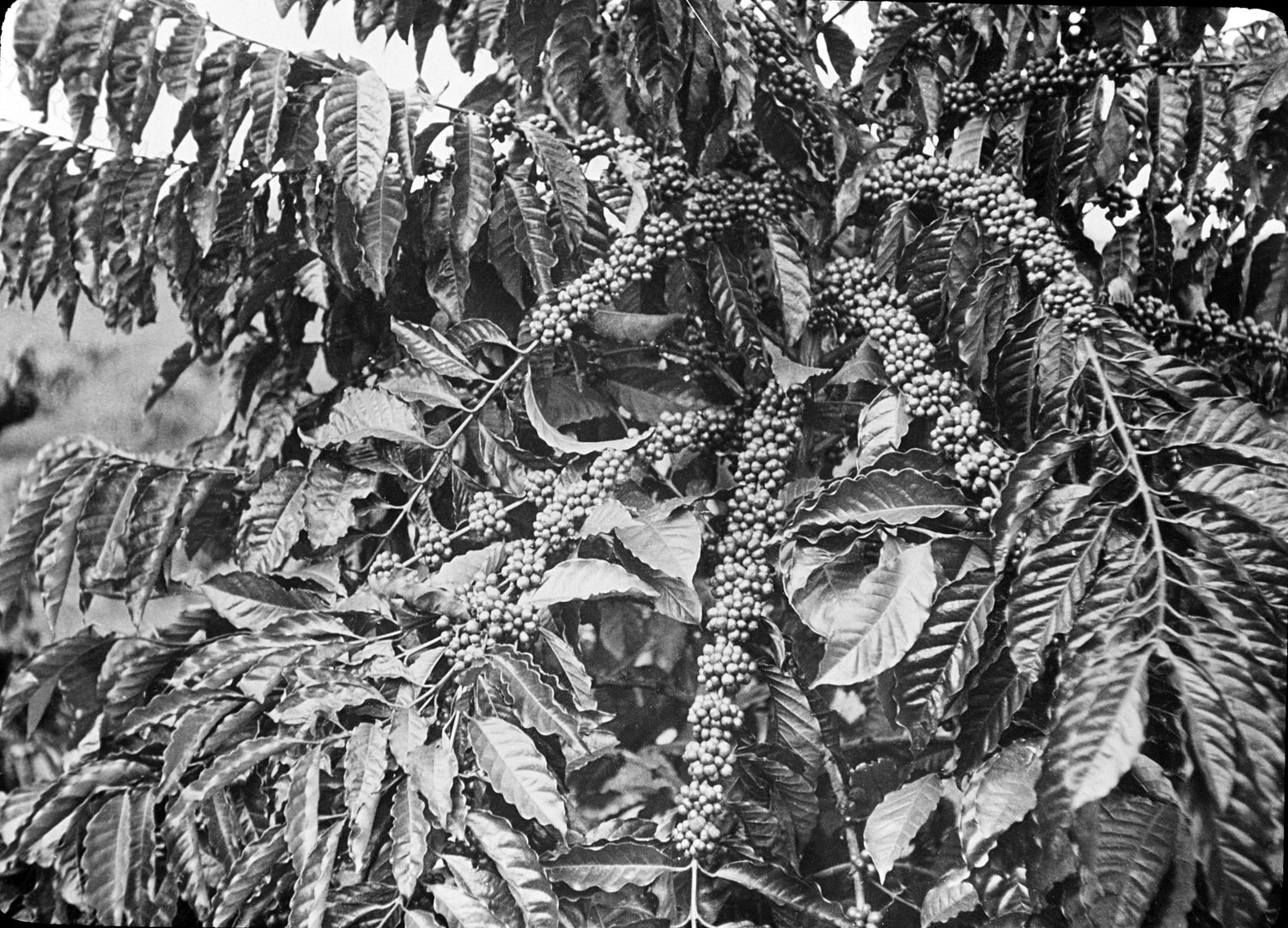 Gros plan sur les branches couvertes de cerises de café