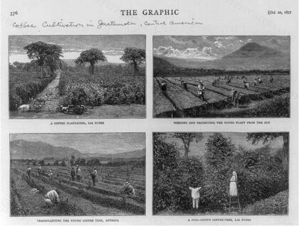 Coffee cultivation in Guatemala, Central America. [4 images]: 1. A coffee plantation, Las Nubes; 2. Weeding…