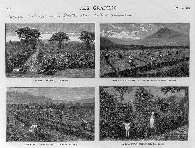 Coffee cultivation in Guatemala, Central America. [4 images]: 1. A coffee plantation, Las Nubes; 2. Weeding…