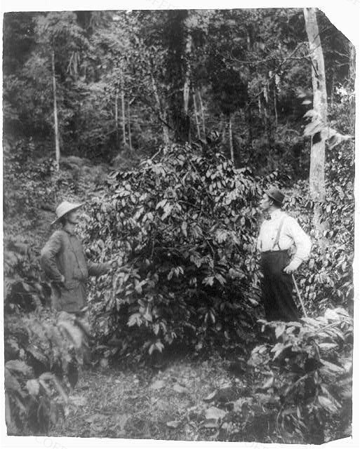 Coffee plant, Moyogalpa plantation near El Buen Retiro, Nicaragua