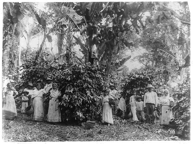 Coffee picking natives of Nicaragua