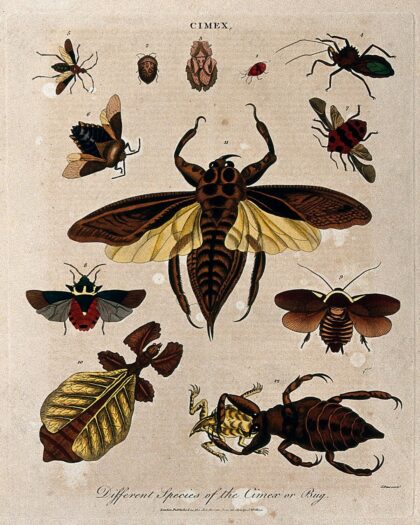 Different species of cimex, including the bedbug (fig. 1). Coloured etching by J. Pass, 1801