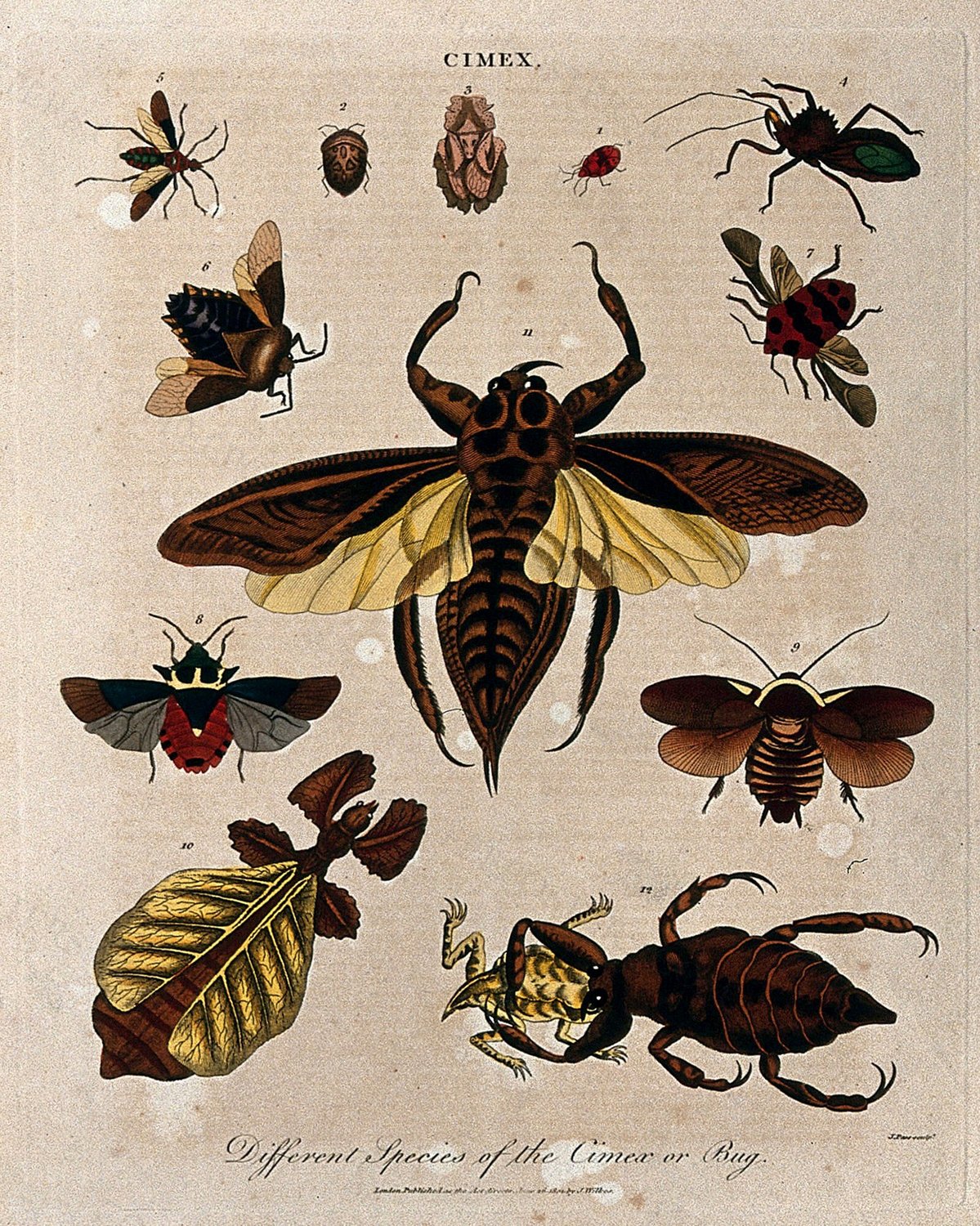 Different species of cimex, including the bedbug (fig. 1). Coloured etching by J. Pass, 1801