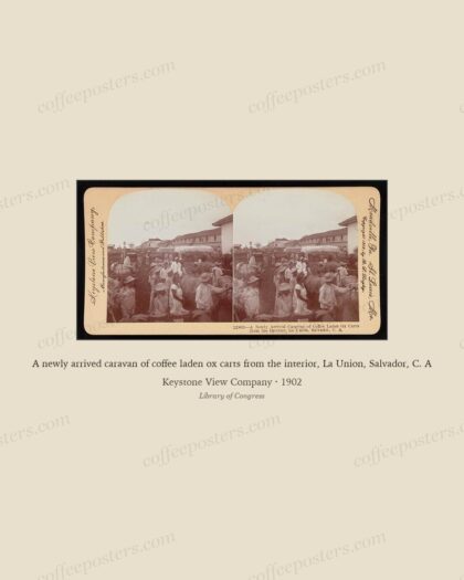 A newly arrived caravan of coffee laden ox carts from the interior, La Union, Salvador, C. A
