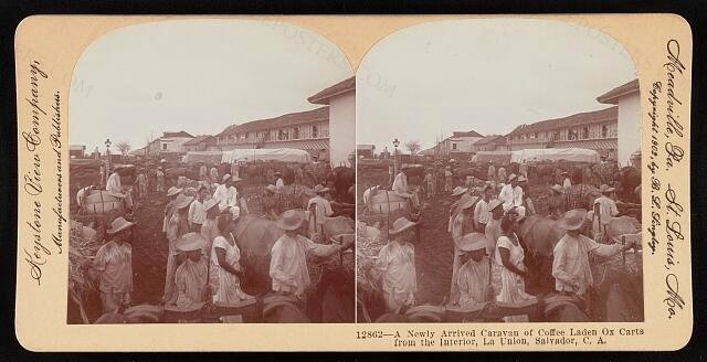 A newly arrived caravan of coffee laden ox carts from the interior, La Union, Salvador, C. A