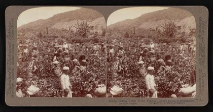 Coolies picking coffee on Sir Thomas Lipton's estate, at Dambutenne, interior Ceylon