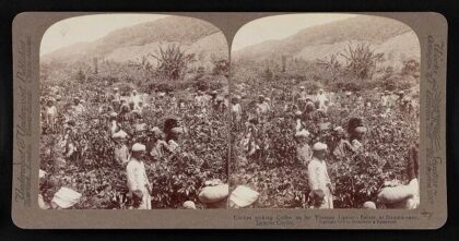 Coolies picking up coffee on Sir Thomas Lipton's estate, at Dambutenne, interior Ceylon
