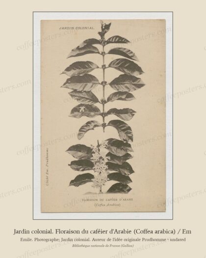 Jardin colonial. Floraison du caféier d'Arabie (Coffea arabica) / Em