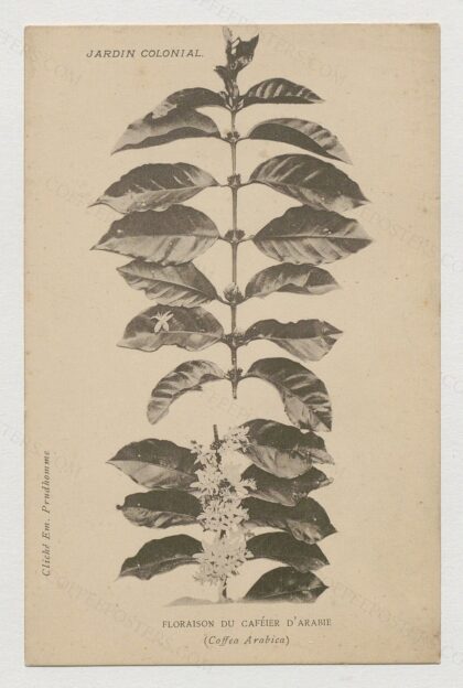 Jardin colonial. Floraison du caféier d'Arabie (Coffea arabica) / Em