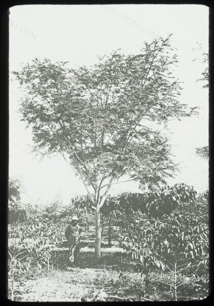 Caféiers sous albizia à la station d'Ivoloina (Côte Est de Madagascar) en 1903 / Aimé Fauchère