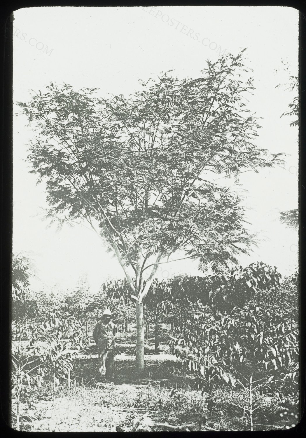 Caféiers sous albizia à la station d'Ivoloina (Côte Est de Madagascar) en 1903 / Aimé Fauchère