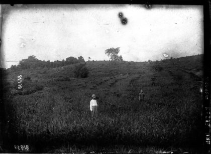 Plantes du pays tonkinois : plantations de caféiers, 1ère année : [photographie de presse] / Agence Meurisse