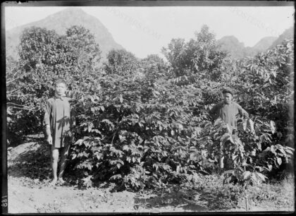 Tonkin. Près Kécheu. Caféiers sur la plantation de la Cressonnière. / [photogr.] A