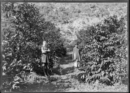 Tonkin. Près Kécheu. Plantation de caféïers dans le vallon de la Créssonière / [photogr.] A