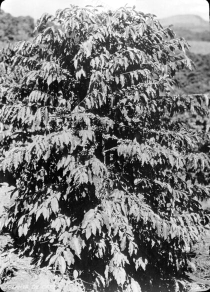 Spécimen de Coffea Arabica en fructification au Brésil / Paul Jobin