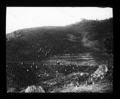 Java. 24, Plantation de café, plantation particulière (arbres taillés) / [mission] Chailley-Bert ; [photogr…