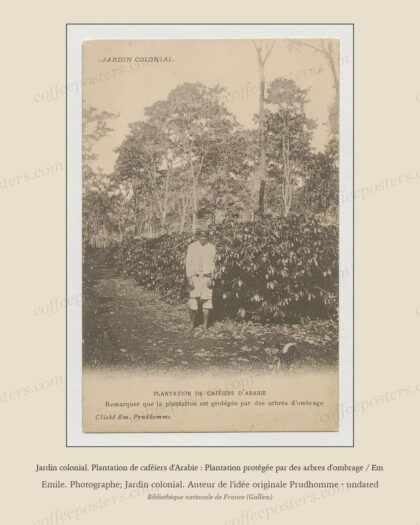 Jardin colonial. Plantation de caféiers d'Arabie : Plantation protégée par des arbres d'ombrage / Em