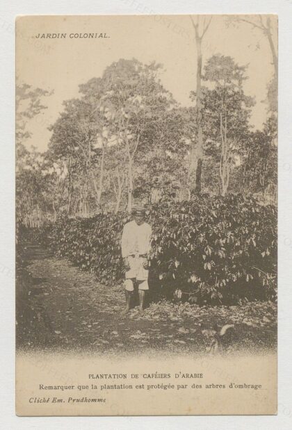 Jardin colonial. Plantation de caféiers d'Arabie : Plantation protégée par des arbres d'ombrage / Em